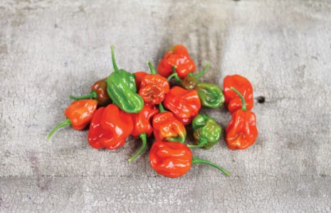 All About Green and Red Sweet Peppers Image